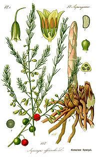 illustration_Asparagus_Officinalis_2b